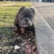 Micro American bully