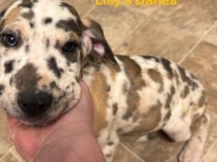 Red collar puppy