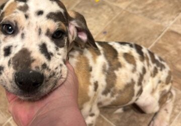 Red collar puppy
