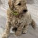 Goldendoodle Puppies Ready for new homes now