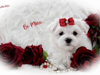 AKC Maltese-$1875 limited registration