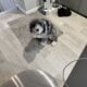 Female F7 Blue Merle Mini Aussiedoodle for sale