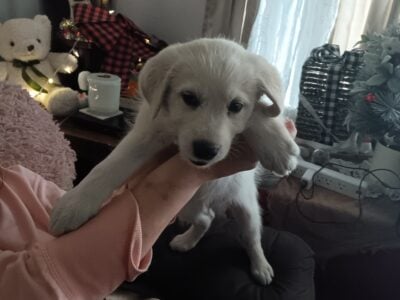 Puppy to good home