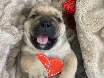 Bully Cane Corso mix pups looking for a new home