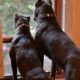 Cane Corso Puppies ICCF Registered