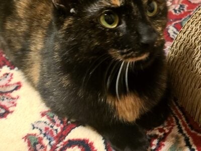 1 year old Torti female (rescue)