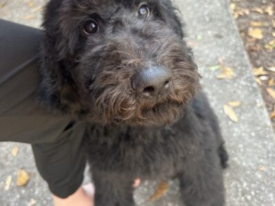 Bernedoodle