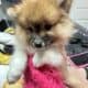Need to find mew home for two pomeranian