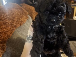 Yorkie Tzu pups 7weeks