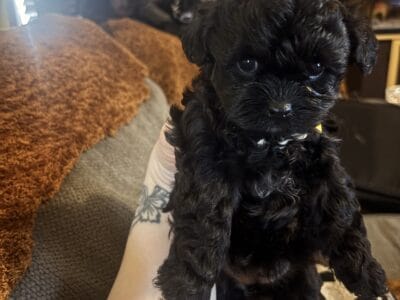 Yorkie Tzu pups 7weeks