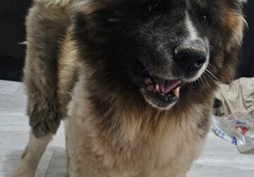 Long haired American akita cross chow chow puppies