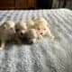 Maltese A.K.C. Puppies For Sale