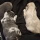 Registered Isabella fluffy French bulldog puppies