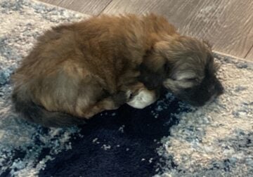 Shiz Poodle Pup Mix