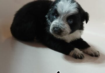 Border heeler hybrids
