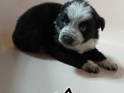 Border heeler hybrids