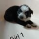 Border heeler hybrids