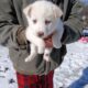 Siberian husky puppies