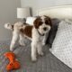 Meet Oliver “Ollie” 10 Month Old MINI Goldendoodle
