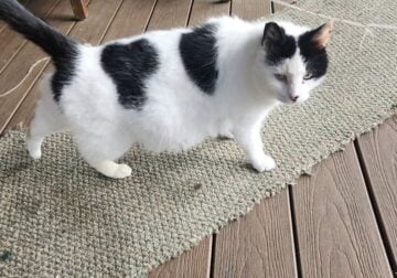 Rehoming cats