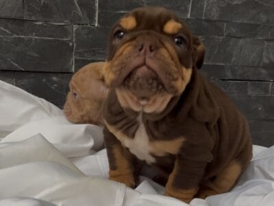 English Bulldog puppies Illinois