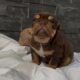 English Bulldog puppies Illinois