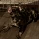 Fluffy and carrier French Bulldogs