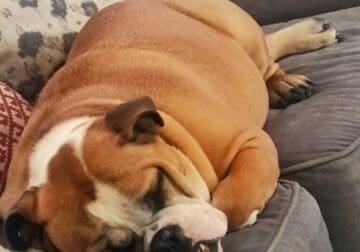 Beautiful English Bulldog female