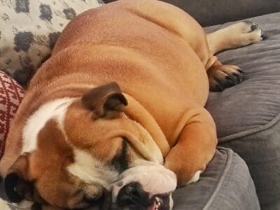 Beautiful English Bulldog female