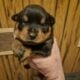 Puppy for sale