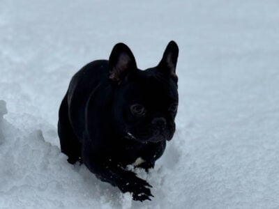 1 Year Old Female French Bulldog