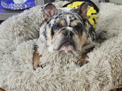 Merle English bulldog