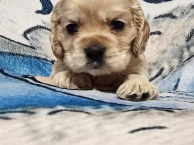 American Cocker Spaniel