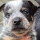Blue Heeler Puppies
