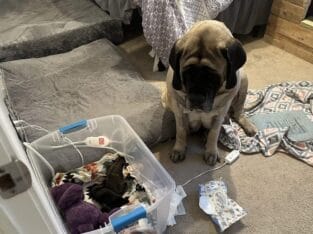 English Mastiff Puppies
