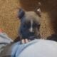 Frenchton puppies for sale