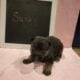 AKC German Shepherd Pups