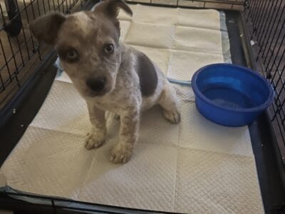Cutest puppy