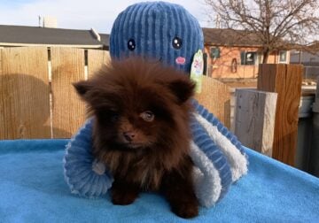Chocolate Pomeranian Female