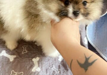 Puppy