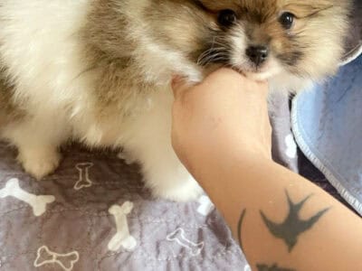 Puppy
