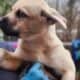 Rehoming puppies