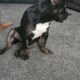 Female American bully