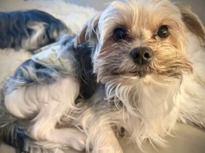 Teacup Yorkies – Purebred w Proof