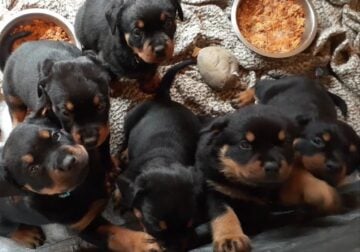 Rottweiler puppies for sale Females