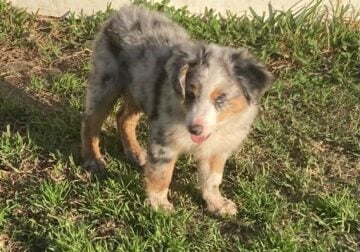 Miniature Australian Shepherds