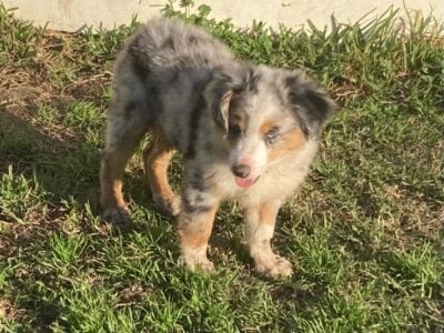 Miniature Australian Shepherds