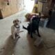 Puppies for sale