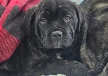 Cane corso puppies avaliable now