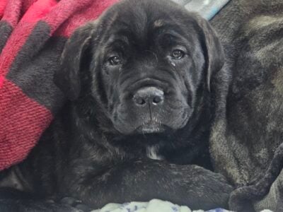 Cane corso puppies avaliable now